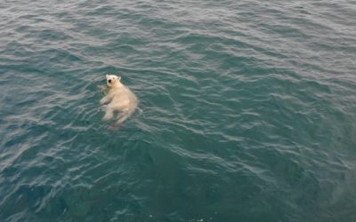 During our sampling campaign we met interesting volunteer :) Photo: Kajetan Deja